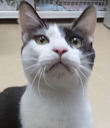 🐾今日の里親様募集中ニャンコ🐱メンバーです🐾天神橋店のTwitterのアドレスが変わりました！2019,8,4